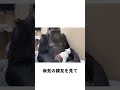 動物園にいるカイザーという名前のチンパンジーが #忘れてはいけない