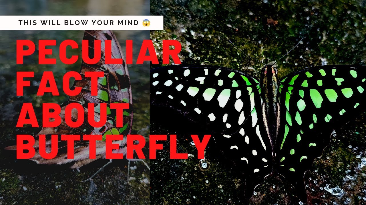Do butterflies drink water? 🤔Watch it REAL! Interesting facts YouTube
