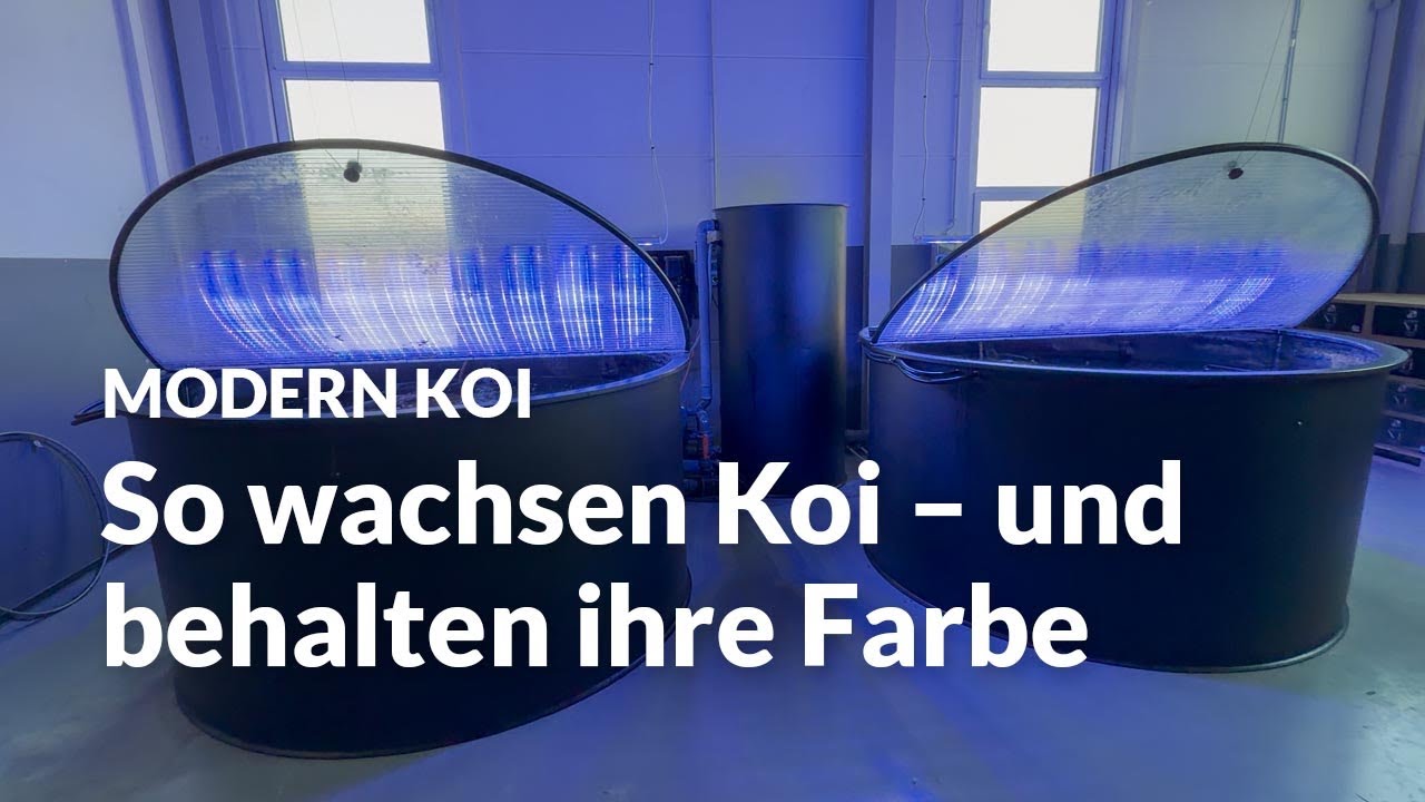 So betrieben Alex und Peter ihre Innenhälterung über den Winter | Modern Koi Blog #8093