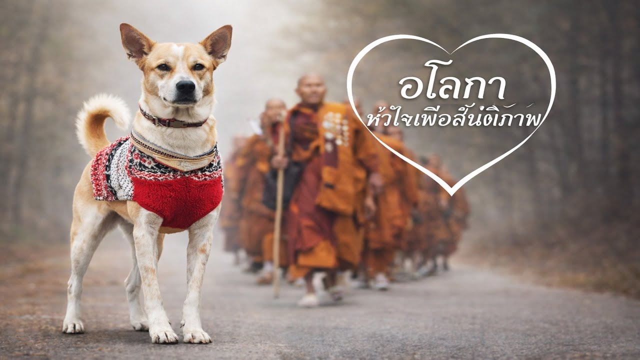 เพลง  อโลกาหัวใจสันติภาพ (Aloka, the dog of peace. 4 เวอร์ชั่น) | ขงบิน