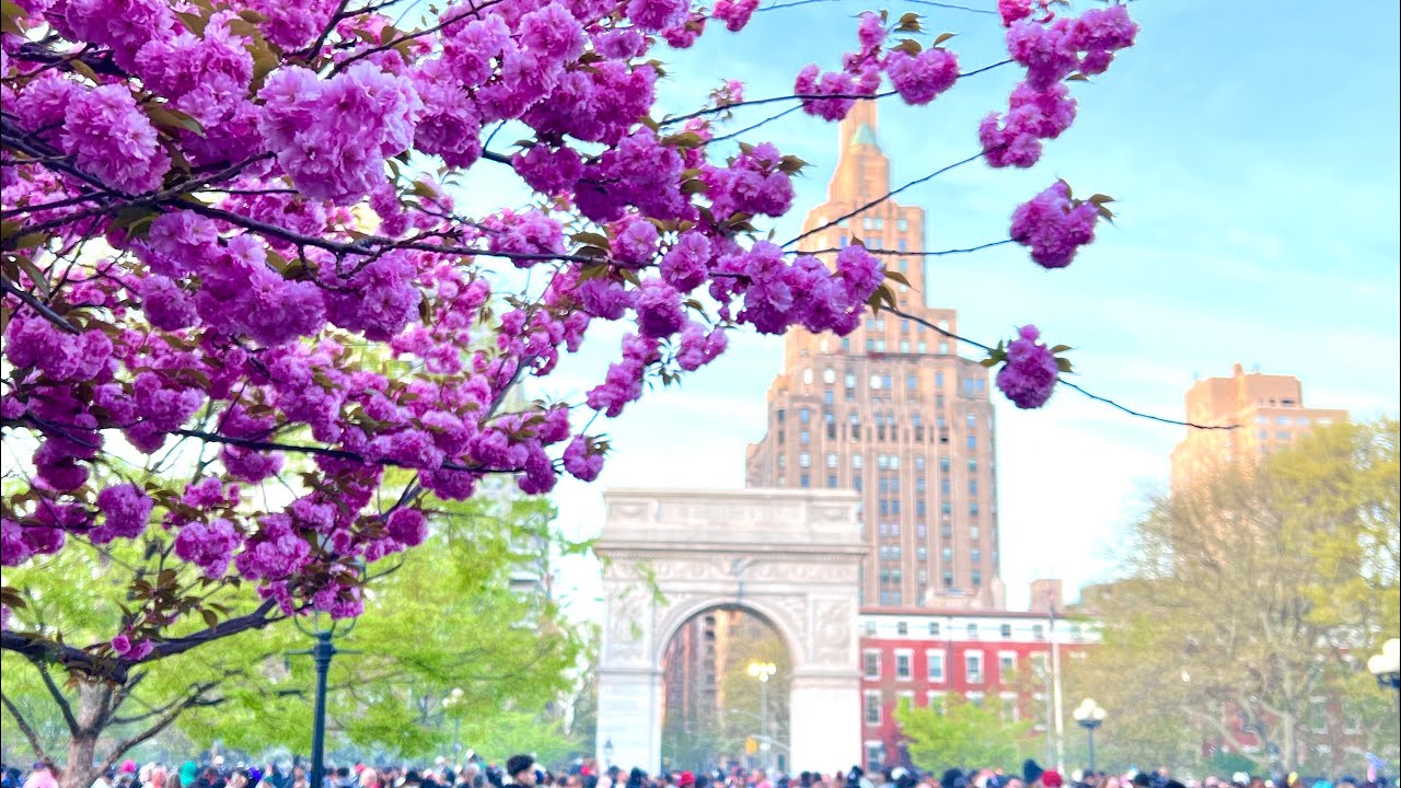 LIVE: 4/20 CBD Day in Washington Square Park in New York City) (April 20,2025)