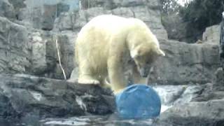 funny polar bear doing push ups :)