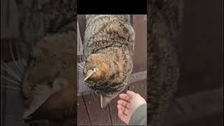 아이들의 일상#호복이네#cat #고양이 #애견영상 #cute #pets#강아지와고양이 #고양이와강아지#누렁이#호돌이#복덩이#병아리#청계