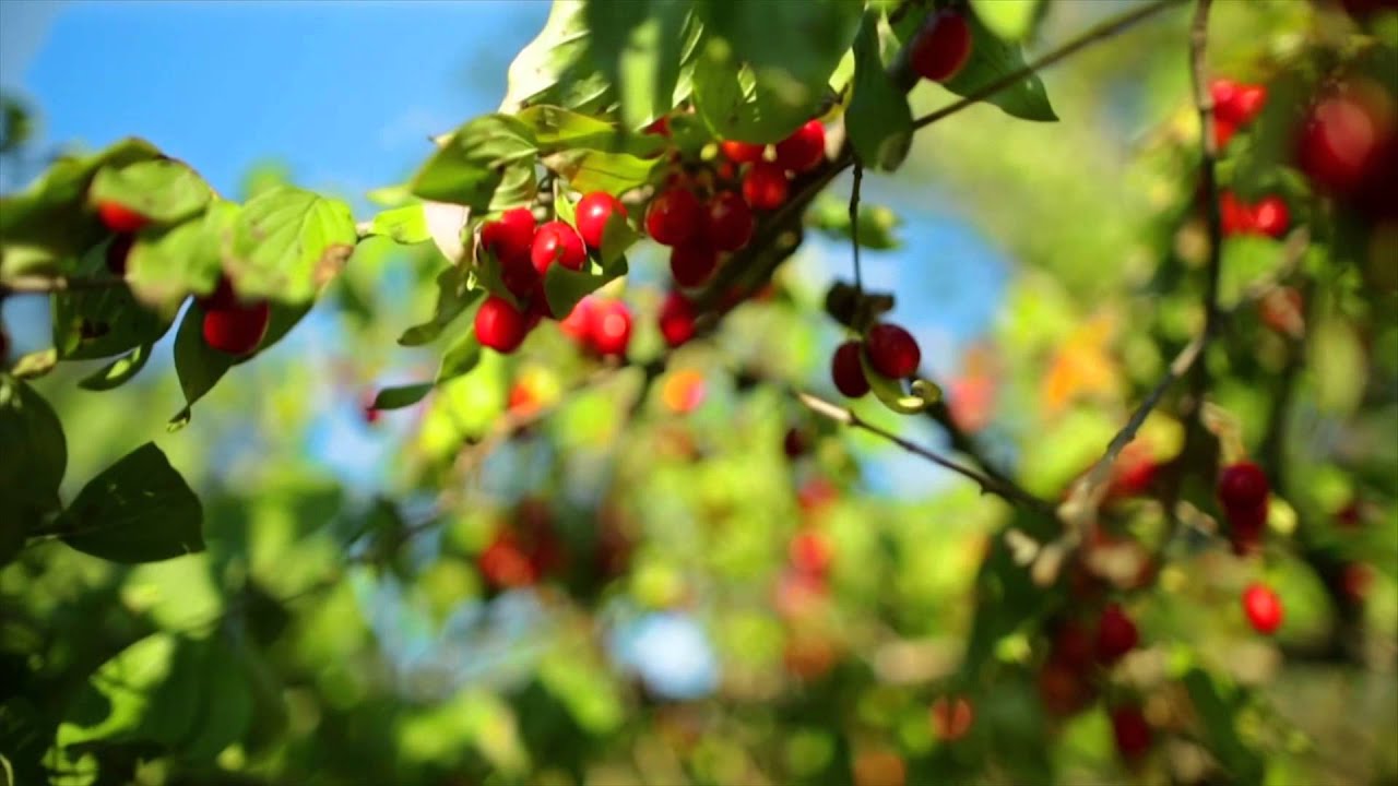 Il meglio che la natura puo' offrire: ciliegia corniola