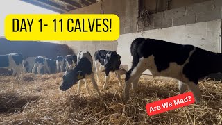 Buying Baby Calves What To Expect On Day One