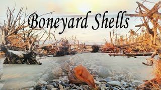 Shells Hunting At A Boneyard Where Forrest Gump Movie Was Shot Worth Checking
