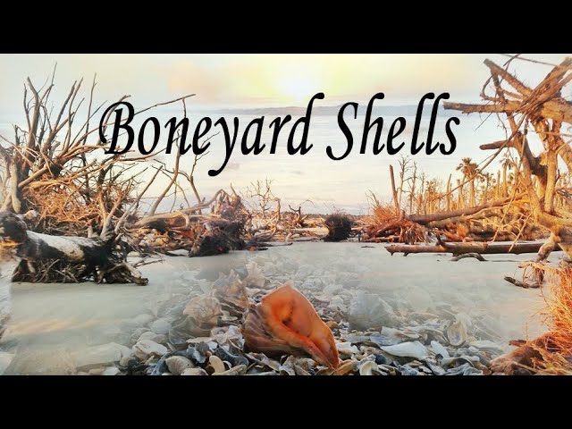 Shells Hunting At A Boneyard Where Forrest Gump Movie Was Shot Worth Checking class=