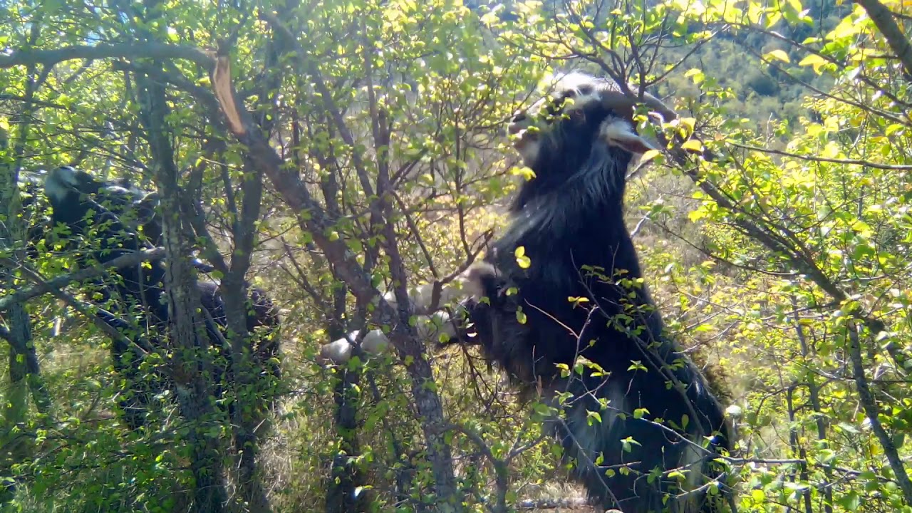 Chèvres de race pyrénéenne sur du Charme.