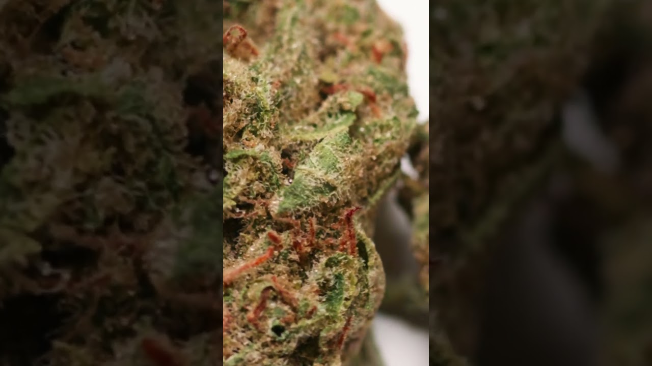 Creamy Kees - Strain Close Up