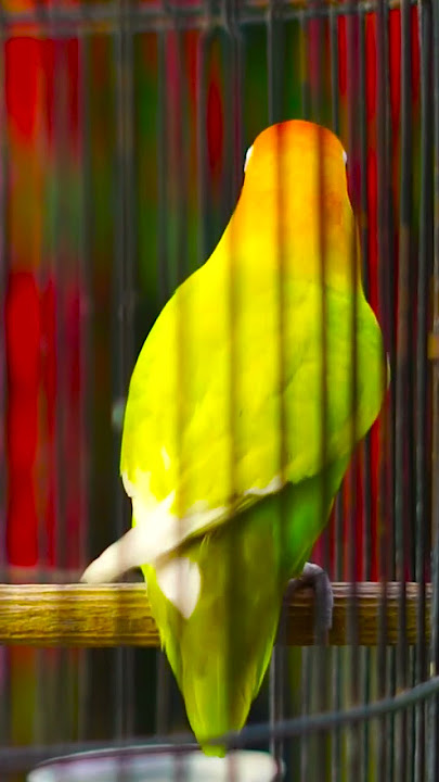 Lovebird Ngekek Panjang Istimewa