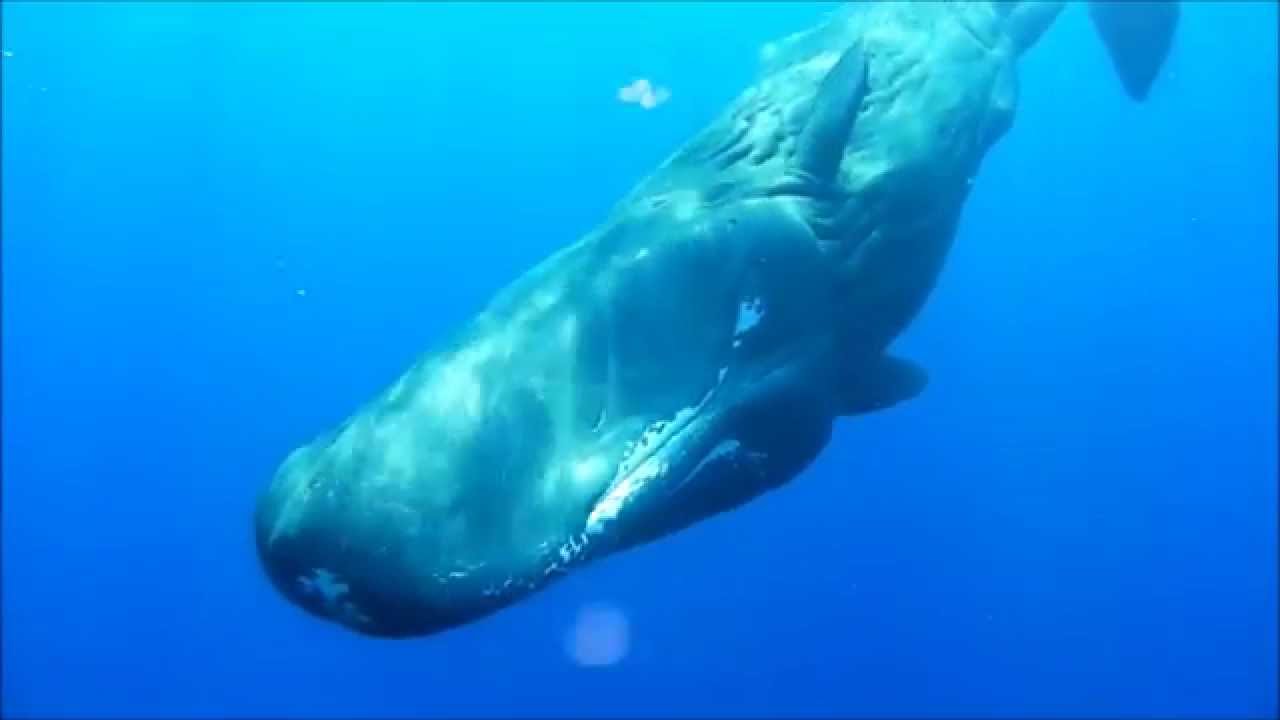 Vorvaň z Jardines de la Reina