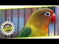 Suara Burung Kampret Lovebird Ngekek Panjang Juara Satu Kali Di Kicaumania Cup Ix Mp3 - Mp4 Download