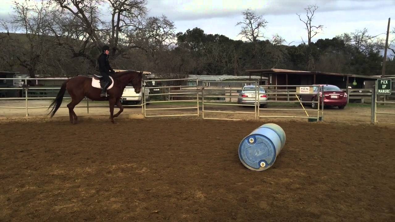 2008 ottb for sale YouTube