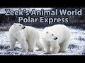 Polar Express: Penguins, Wolves, Polar Bears &amp; More! - Zeek&#39;s Animal World