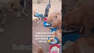 #AnimalRescueMission #StrayDogLove #FaithInHumanity #HopeForAnimals #KittenRescue #Puppy#dog #cat