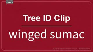 Tree ID Clip: winged sumac