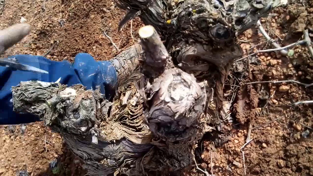 Como podar viña baja | 2018