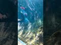 #stlouiszoo the sea lions were swimming 🦭