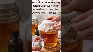 Чайный гриб какие бывают виды Комбуча, Jun и правда про SCOBY.7