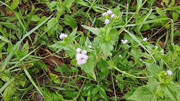 Công dụng tuyệt vời cây cỏ hôi chữa viêm xoan