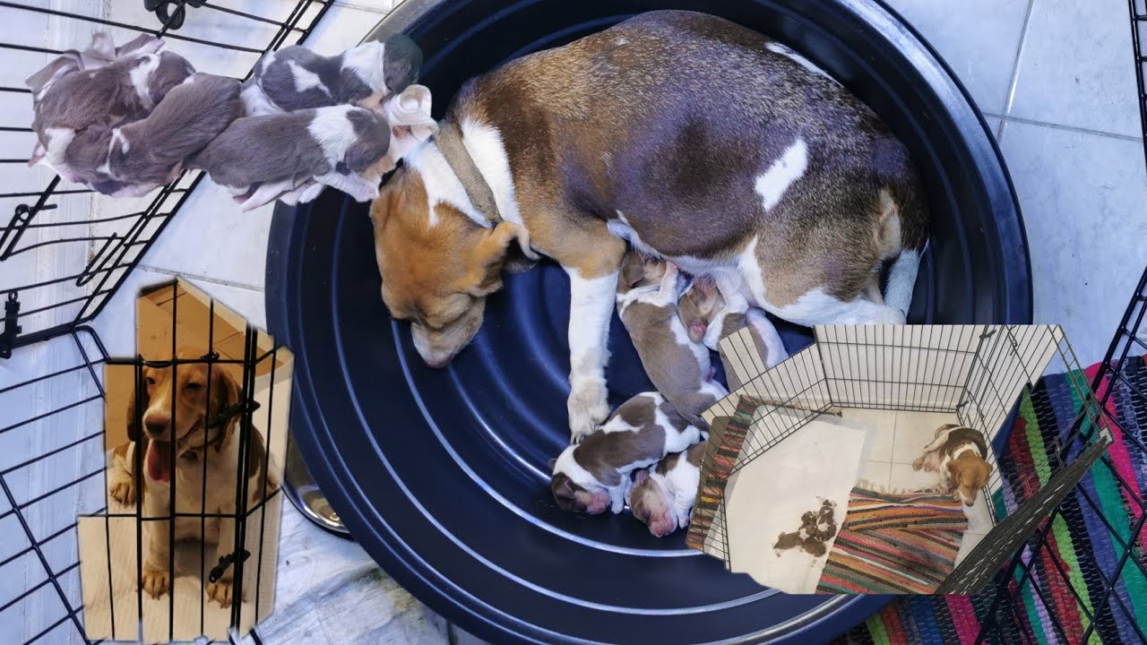 Beagle Dog Mom Giving Birth YouTube