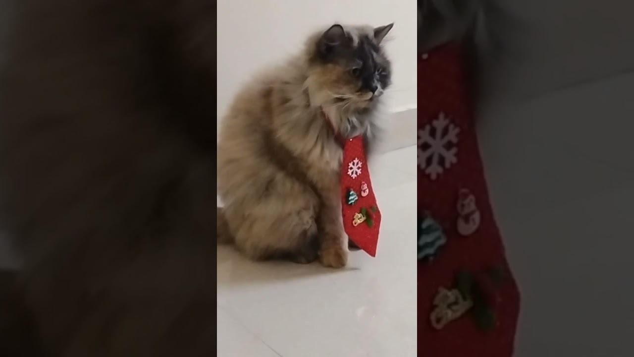 Merry Christmas to all of you... Ashley #cat