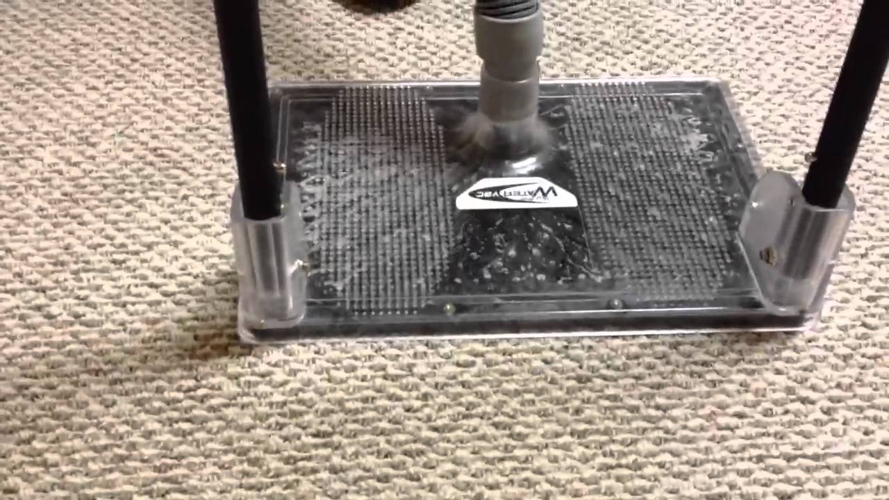 Lynchburg Carpet Cleaning, extracting treated dog urine spo YouTube