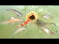 Amazing Creative DIY Fish Trap Make From coconut & Bamboo / Unbelievable Fish Trap