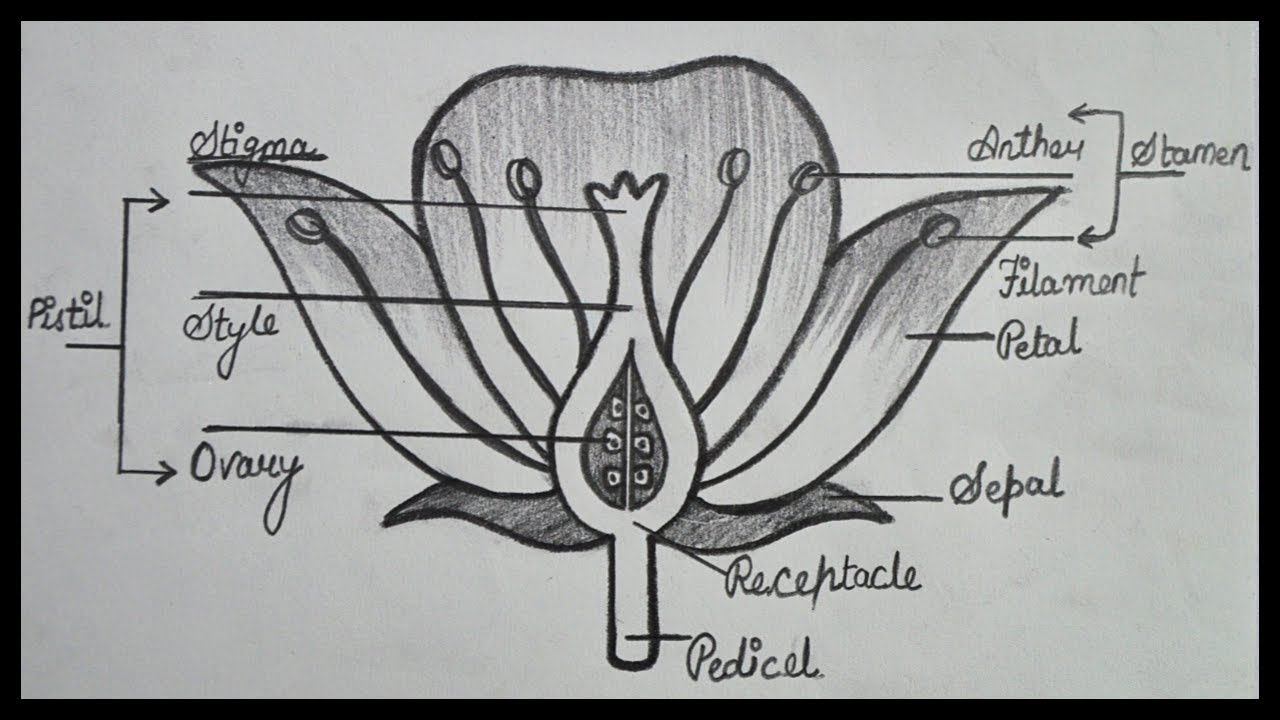 How To Draw Longitudinal Section Of Flower