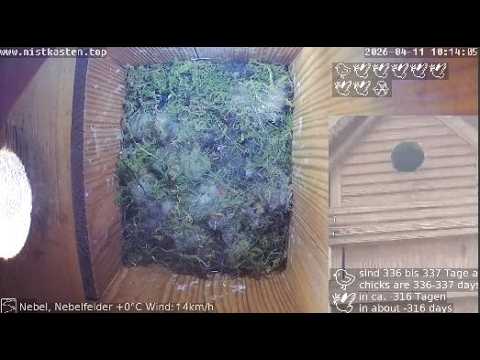 Nistkasten Top Livestream