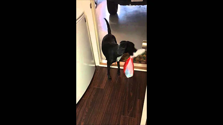 Dog brings in groceries