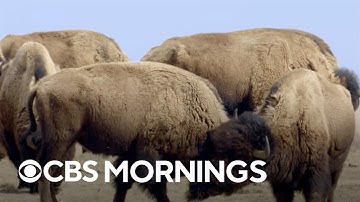 CBS Reports explores American bison