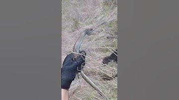 Finding SNAKES Under Random Things!