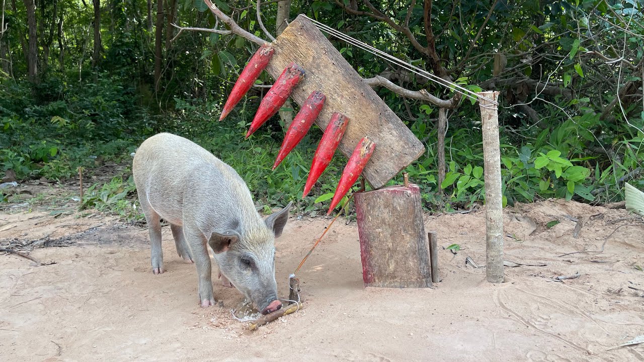 Amazing Quick Powerful Wild Pig Trap Make By Sharp wood 5 with Food 