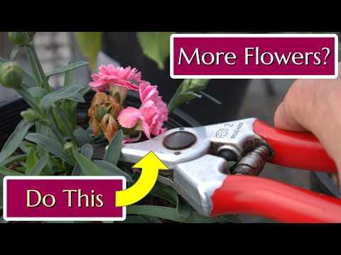 Video: Deadheading Roses: Cómo eliminar las rosas para obtener más flores