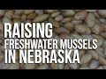 Raising Freshwater Mussels in Nebraska: a conservation success