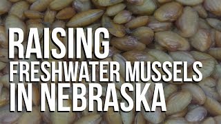 Raising Freshwater Mussels in Nebraska: a conservation success