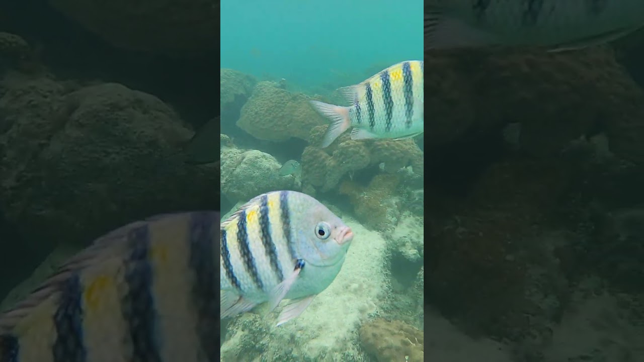 Very friendly Sergeant Majors: Abacos, Bahamas 
