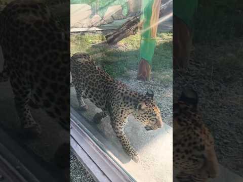 Подільський зоопарк у Вінниці ДімкаІсаєв дякую львівдепо вінниця