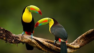 Música e Natureza - Música Relaxante e Vídeo com Lindas Aves - Relaxar screenshot 4