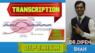 TRANSCRIPTION | MOLECULAR BASIS OF INHERITANCE Central Dogma GeneticsNEET BIOLOGY Dipenism