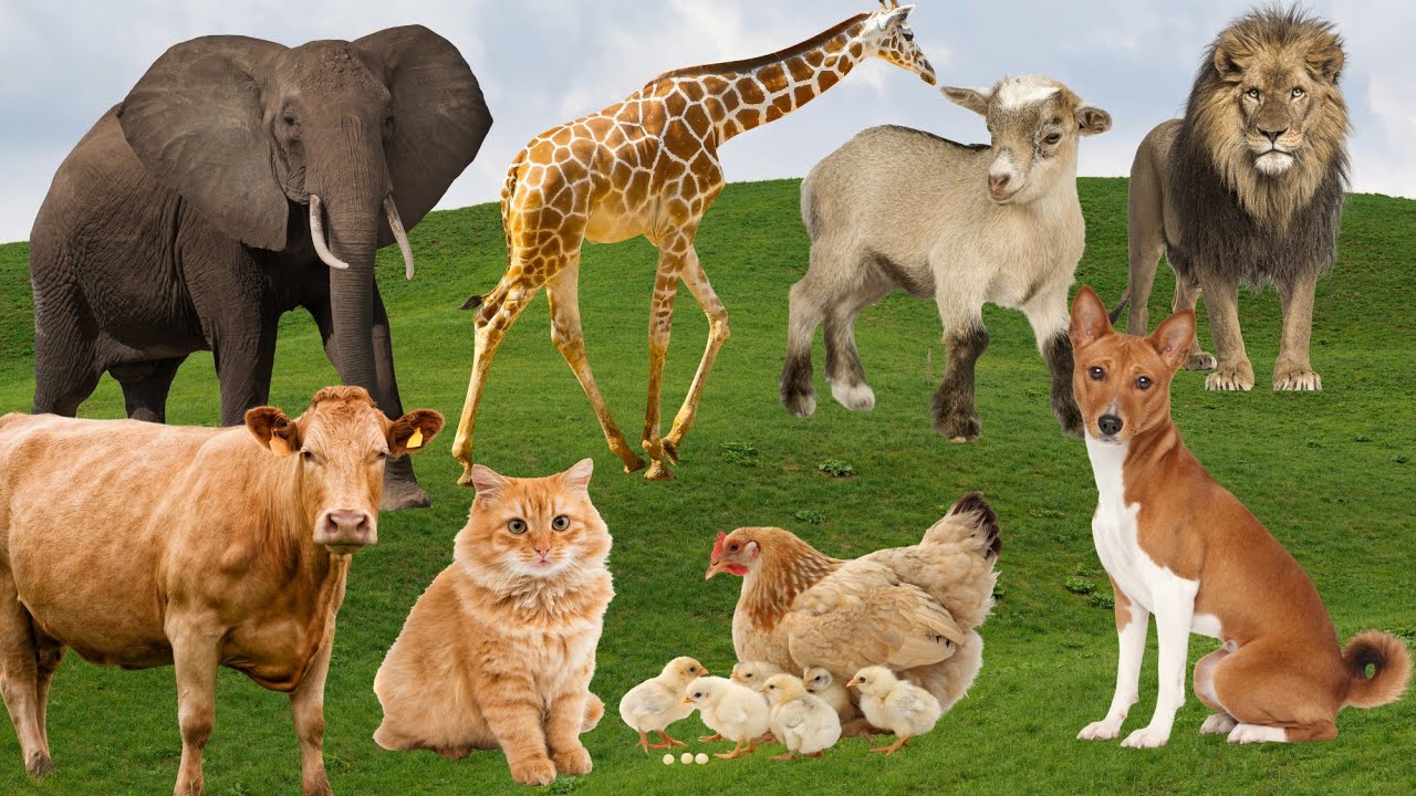 🔥 30 Animal Sounds | Farm and Wild Animals Compilation | cow, cat, Dog, Lion, Elephant