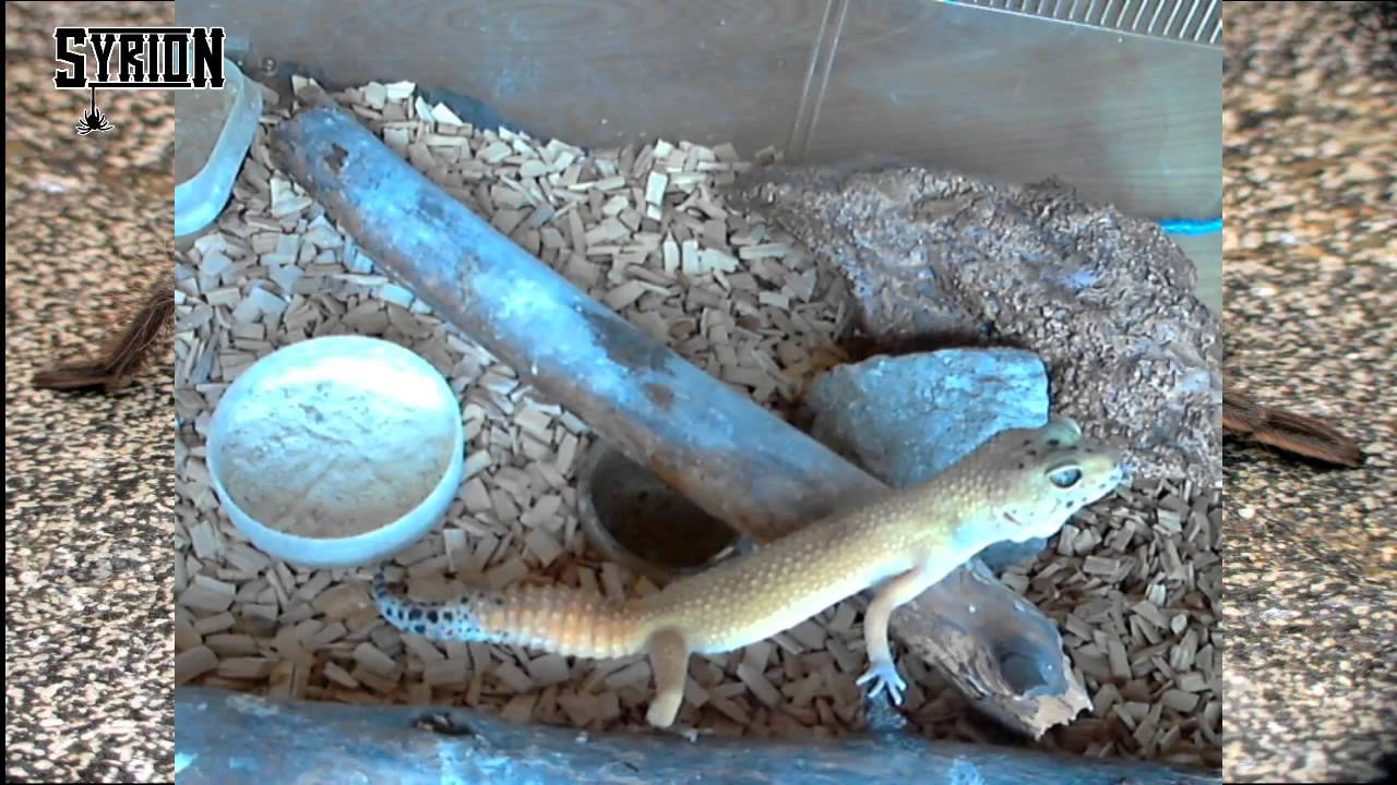 Archiwum stream 09.08.2013 - Karmienie pająków oraz gekona lamparciego