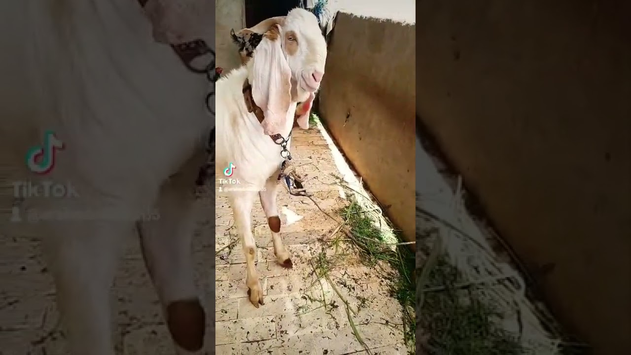 Bakra eid 2022 ready to qurbani