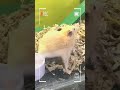 My Smart Hamster!#cute #hamsterkombat #hamster #viral #shorts #shortvideo #hamsters