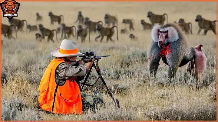 This is Why Rifle Hunters Confront Bold Baboons in Ethiopia’s Rugged Hills | Wild Boar Hunting