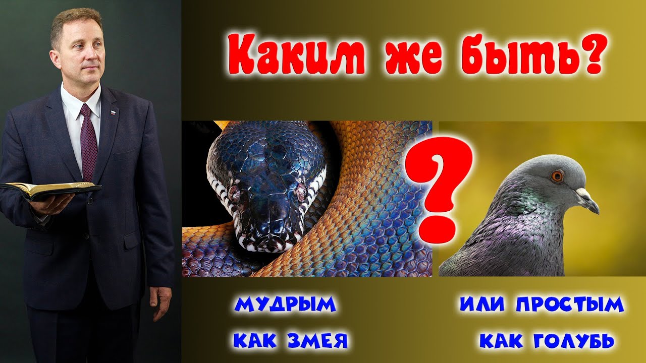 Мудро как змея просты как голуби. Будьте мудры как змеи и просты как голуби толкование. проповеди со змеями. будь мудрым как змея и прост как голубь. голубь прикол.