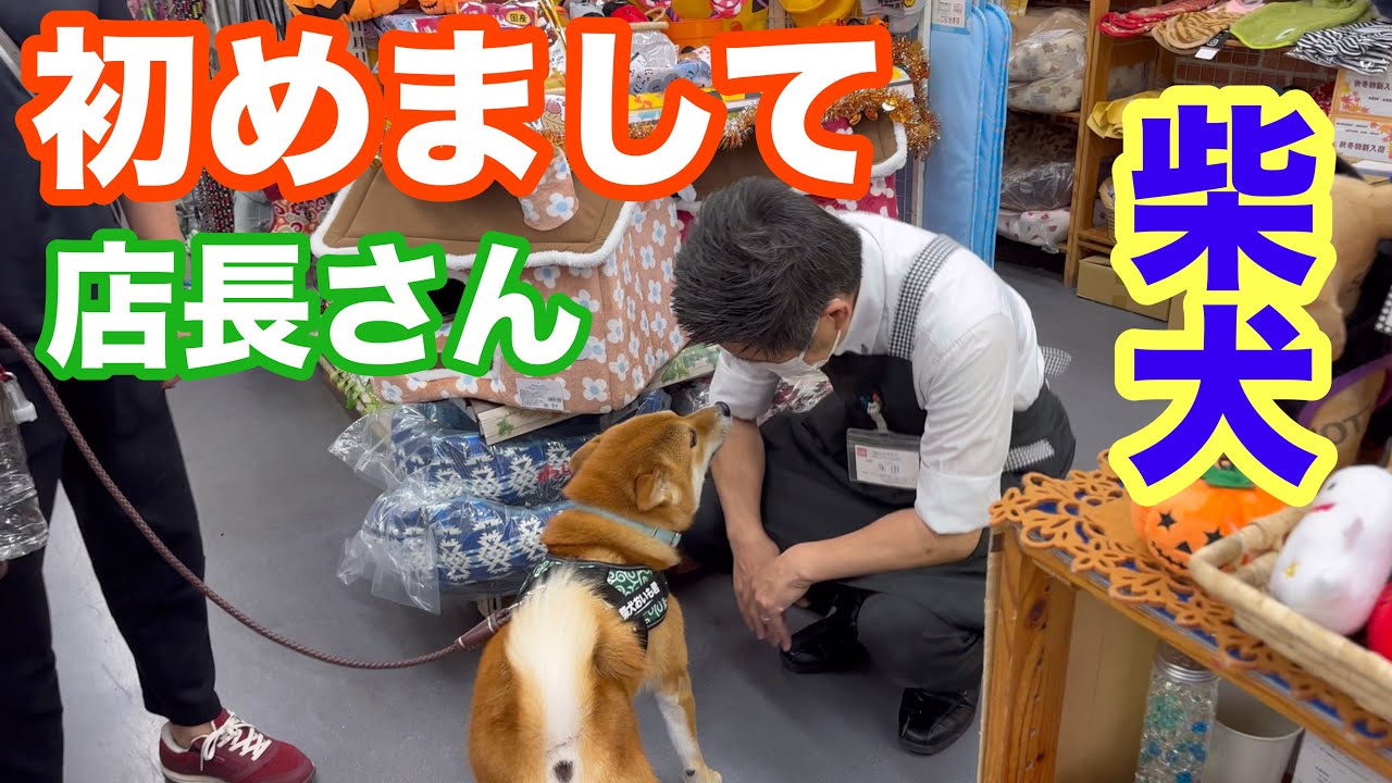 【柴犬】初めまして、店長さん