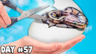 Surprised At What I Found In This Snake Egg!