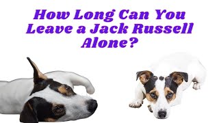 How Long Can You Leave a Jack Russell Alone?